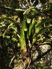 Tillandsia denudata