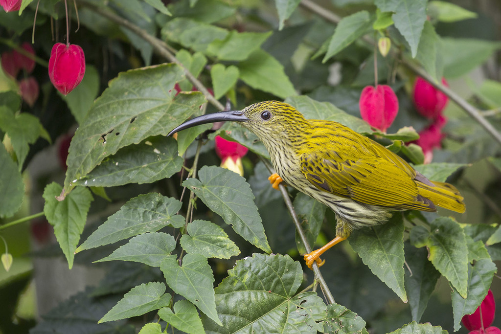 Streaked Spiderhunter photo
