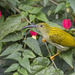 紋背捕蛛鳥 - Photo 由 budak 所上傳的 (c) budak，保留部份權利CC BY-NC