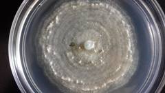 Doratomyces