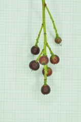 Causonis japonica