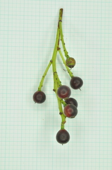 Causonis japonica