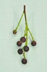 Causonis japonica