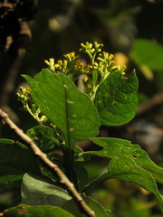 Verbesina crassiramea