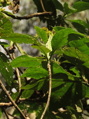 Verbesina crassiramea