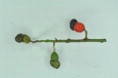 Semecarpus cuneiformis