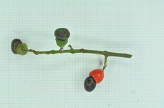 Semecarpus cuneiformis