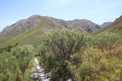 Aspalathus excelsa