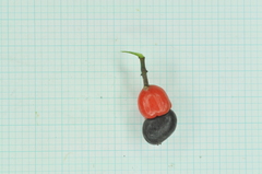 Semecarpus cuneiformis