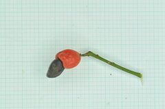 Semecarpus cuneiformis