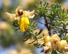 Aspalathus excelsa