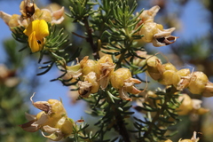 Aspalathus excelsa
