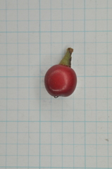 Lindera akoensis
