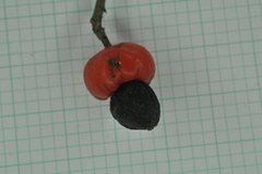 Semecarpus cuneiformis