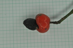 Semecarpus cuneiformis