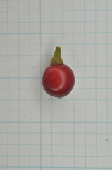 Lindera akoensis