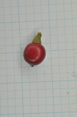 Lindera akoensis