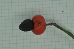 Semecarpus cuneiformis