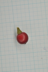 Lindera akoensis