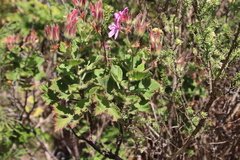 Pelargonium cucullatum strigifolium