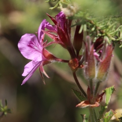 Pelargonium cucullatum strigifolium
