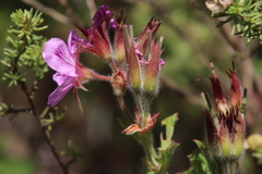 Pelargonium cucullatum strigifolium