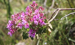 Pelargonium cucullatum strigifolium