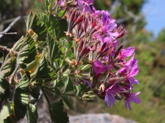 Pelargonium cucullatum strigifolium