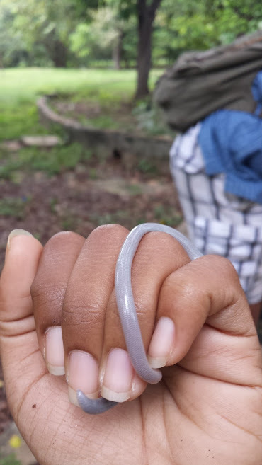 Hispaniola Worm Snake