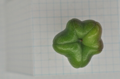 Euonymus cochinchinensis