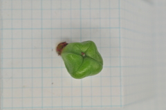 Euonymus cochinchinensis