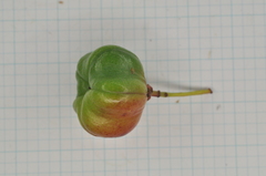 Euonymus cochinchinensis