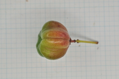 Euonymus cochinchinensis