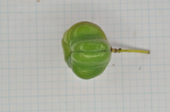 Euonymus cochinchinensis