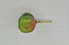 Euonymus cochinchinensis