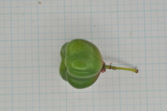 Euonymus cochinchinensis