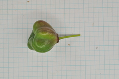 Euonymus cochinchinensis