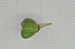 Euonymus cochinchinensis