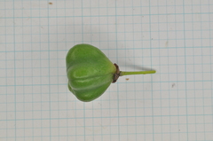 Euonymus cochinchinensis