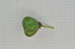 Euonymus cochinchinensis