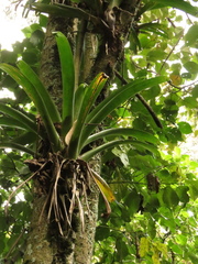 Tillandsia denudata