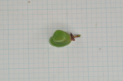 Euonymus cochinchinensis