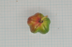 Euonymus cochinchinensis