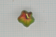 Euonymus cochinchinensis