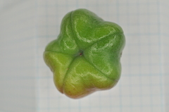 Euonymus cochinchinensis