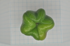 Euonymus cochinchinensis