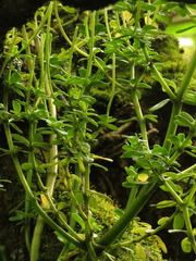 Peperomia ilaloensis