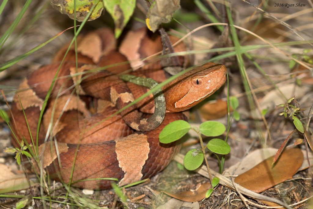 Broad-banded Copperhead from Travis County, TX, USA on May 7, 2016 at ...