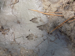 Sylvilagus palustris