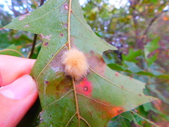 Callirhytis infuscata